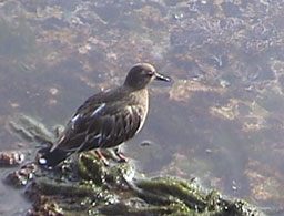 shorebird.jpg