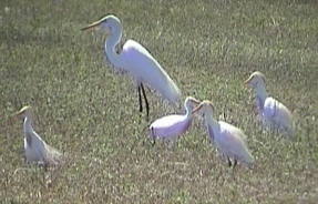 Egrets_near_Gustine.jpeg