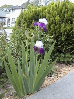 purple-white_iris.jpg