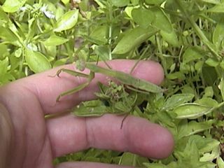 basil_mantis.jpg